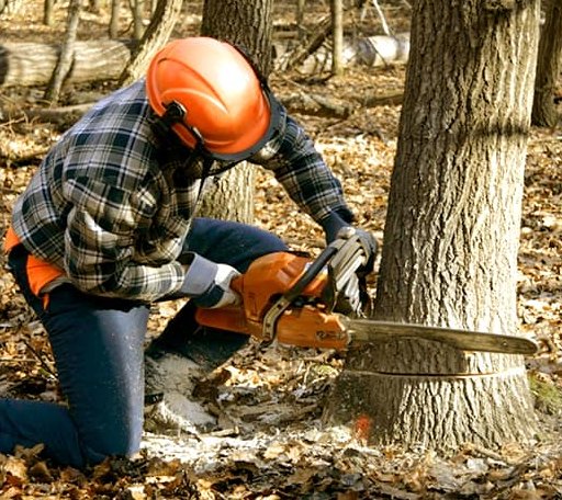 Tree Removal in Daufuskie Island, SC